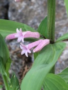Kokoryczka różowa / Polygonatum roseum