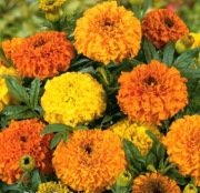 Aksamitka niska rozpierzchła sadzonka mix