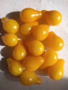 Pomidor Koktajlowy Żółta Gruszka 