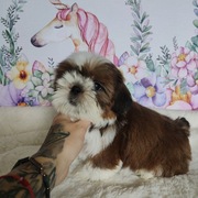 Szczeniak Shih Tzu przepiękny piesek rodowód 