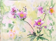 Akwarela 30x40 - "Zawilce japońskie"