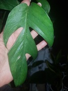 Epipremnum pinatum pinnatum Baltic blue Mint cięty  