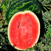 Nasiona arbuza Livia F1 