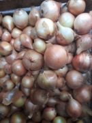 Cebula 