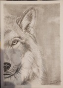 Wilk - rysunek ołówkiem, format A4, w ramce A3