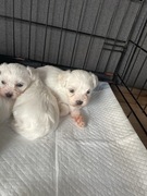 Maltańczyk z rodowodem 