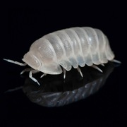 Cubaris sp. "Panda white out" 