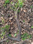 Zrzut jelenia. Myłkus 