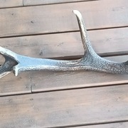 Poroże Jelenia zrzut