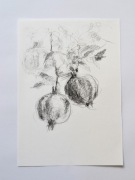 Natura: Owoce granatu – Oryginalny Rysunek Grafitowy