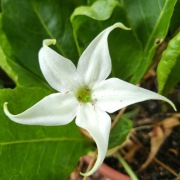 Jaborosa całolistna / Jaborosa integrifolia