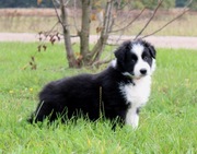 Border Collie piesek czarno biały