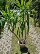 Juka kwiat domowy doniczkowy 