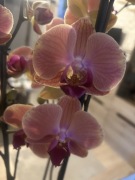 Storczyk phalenopsis żółto różowy