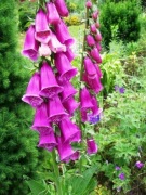 Naparstnica purpurowa  mix MIODODAJNA   (5szt)