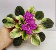 Fiołek afrykański liść RV Veschun'ya