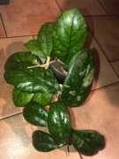 Hoya hoja Gbl epc.260