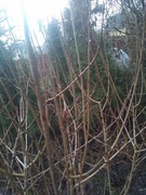 Aronia czarna sztobry kpl.20szt.