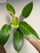 Philodendron Pinted Lady- don. 10 cm
