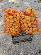 Ziemniaki młode bez nawozów 