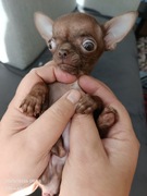 Chihuahua  Xxxxs piesek chłopiec krotkowlosy ultra maly 