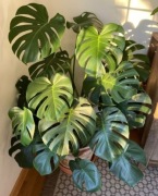 Monstera dziurawa ukorzenione sadzonki