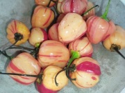 Peppa Peach Striped nasiona kolekcjonerskie papryka ostra