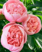 Etched Salamon Piwonia 