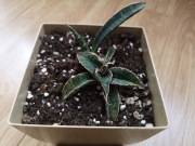 Sansevieria Fischeri