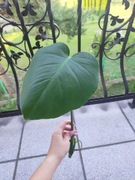 Sadzonka ukorzeniona -Monstera dziurawa 