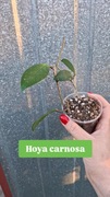 Hoya hoja carnosa sadzonka ze zdjęcia nadwyżka własna 