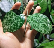 Hoya Epc 997 - sadzonka w trakcie ukorzeniania