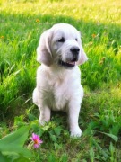 Golden Retriever FCI po Championie