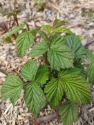 Sadzonki malin z własnego ogrodu 1szt.