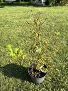 Klon palmowy „Coonara Pygmy”