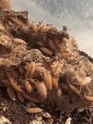 Isopody Porcellio laevis Orange 10 szt.