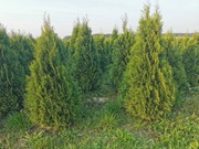 Tuje Szmaragd w rozmiarze 120-140 cm – 25 zł/szt