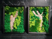 Obraz z chrobotka reniferowego 