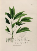 Orchidee- Kwiaty reprint XIX w. grafik