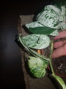 Epipremnum pinatum pinnatum marbel variegata 