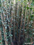 BLUSZCZ hedera helix 100szt. Wysokość 150-180 cm