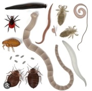 In.ve.rz.in.ka , pasożyty , odrobaczanie 