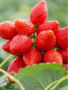 Sadzonki truskawek 50 sztuk 