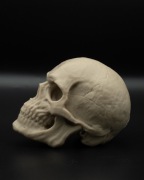 Czaszka 3D – Ozdoba do terrarium | PLA bezpieczne dla zwierząt ROZMIAR S