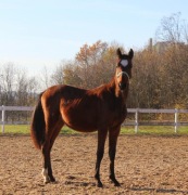 Ogierek szlachetny 2 lata