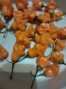 Nasiona papryka chili Capsicum Baccatum Bell Orange