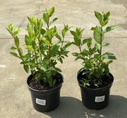 Hortensja Grandiflora