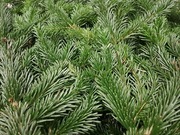 Gałęzie jodły kaukaskiej żywe pachnące 5 kg bundy świeże gałązki jodły