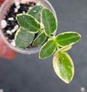 Hoya cummingiana albomarginata -  sadzonka ukorzeniona