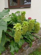 Eukomis, warkocznica, lilia ananasowa, lilia grzywiasta ob.16+cm